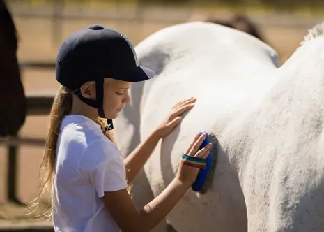 Horse Grooming