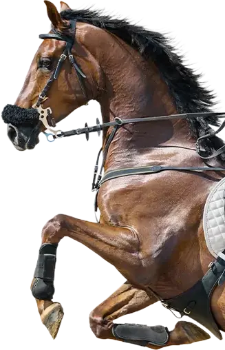 horse_img